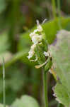 Small green wood orchid